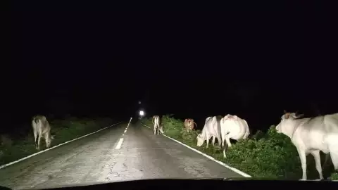 FOTO Fuerte accidente carretero en Yucatán; camioneta se impacta contra un toro
