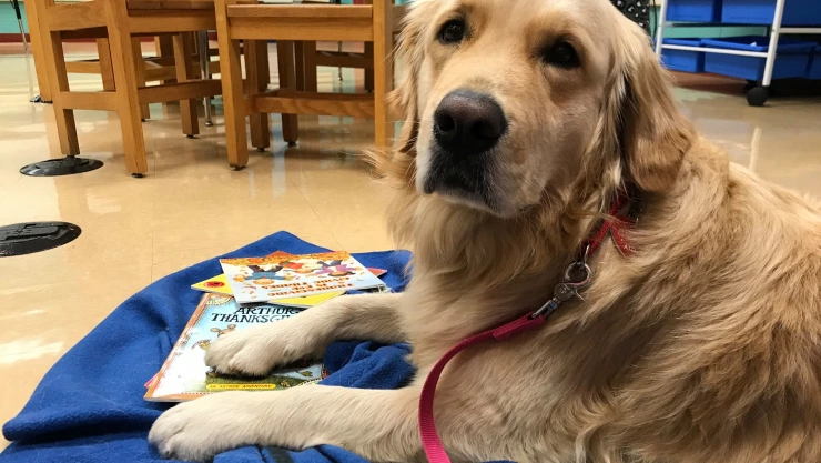 Biblioteca, perritos, niño 1.jpg