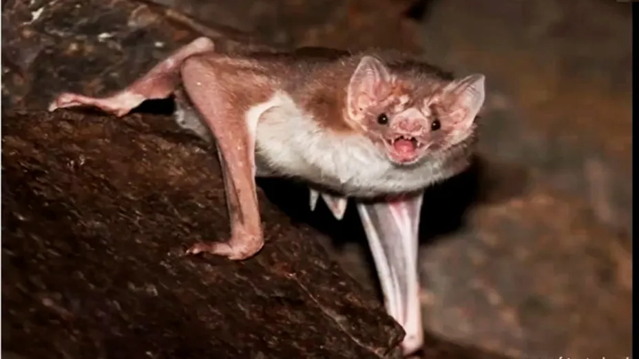 El SARS-CoV-2 no circula en ninguna especie de los murciélagos _Sedema.jpg