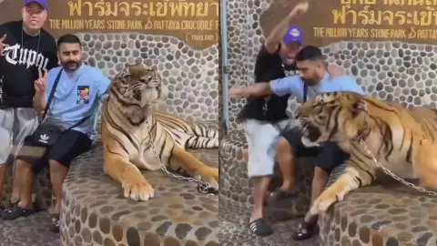 Turistas huyen de un tigre