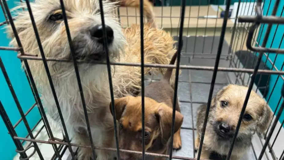 Cuatro cachorros Nuevo León.