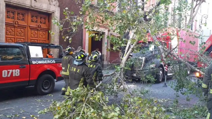 cae_árbol_centro_histórico_cdmx.jpg