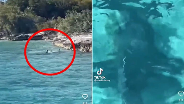 Perro se enfrenta a tiburón en playa