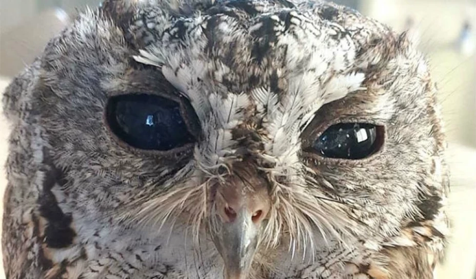 Un búho que perdió la vista tras un accidente ahora luce en sus ojos figuras que asemejan estrellas