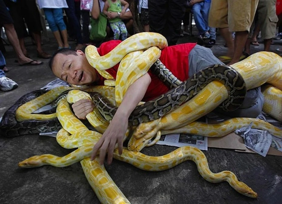 Un filipino luchó con pitones arriesgando su vida.