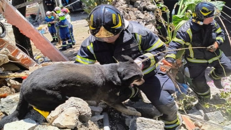 Explosión Tlalpan: Rescatan tres perritos bajo los escombros
