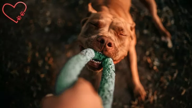 Las 3 razas de perros con feroz estampa pero que son muy tiernos, según la IA.jpg