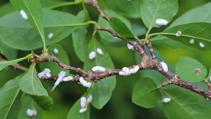 Solución definitiva con aceite de neem para erradicar la cochinilla algodonosa