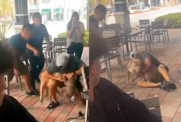 perro-pitbull-ataca-restaurante-pet-friendly.jpeg