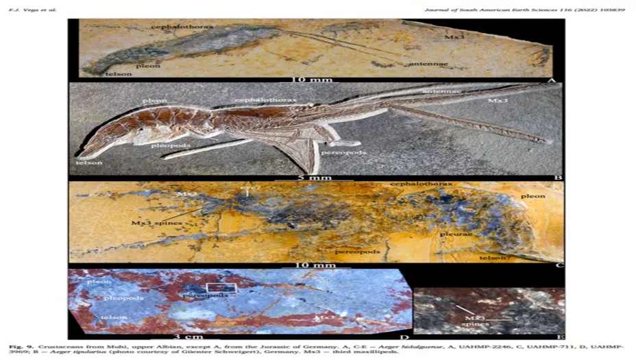 Estudian crustáceos fósiles de México .jpg