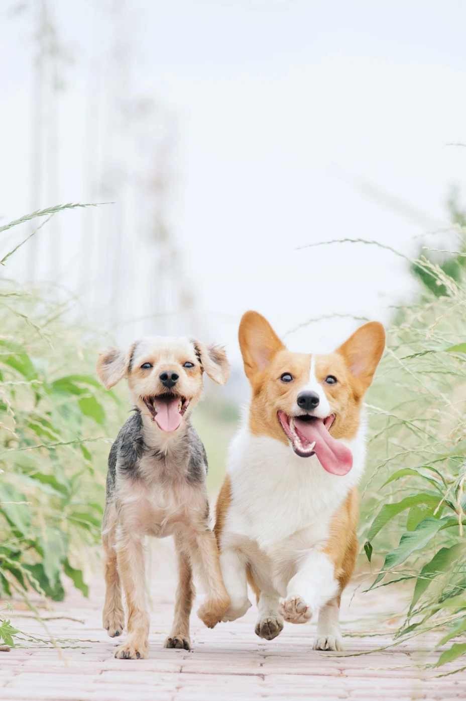 Consiente y haz felices a tus fieles amigos este Día Mundial del Perro.jpg