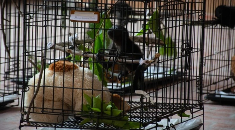 Monos-aulladores-mueren-en-Campeche-y-Veracruz-Esto-sabemos