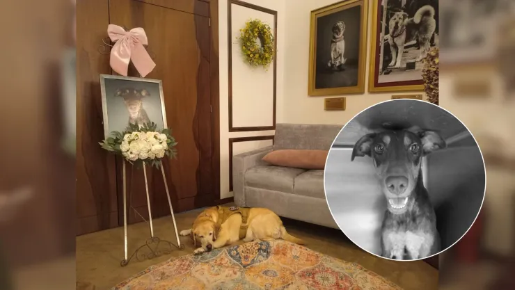 Último adiós a Esperanza, perrita baleada en Culiacán