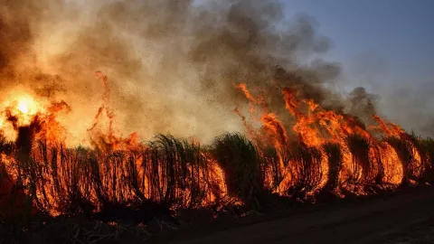 Incremento de incendios forestales en México pone en alerta al medio ambiente