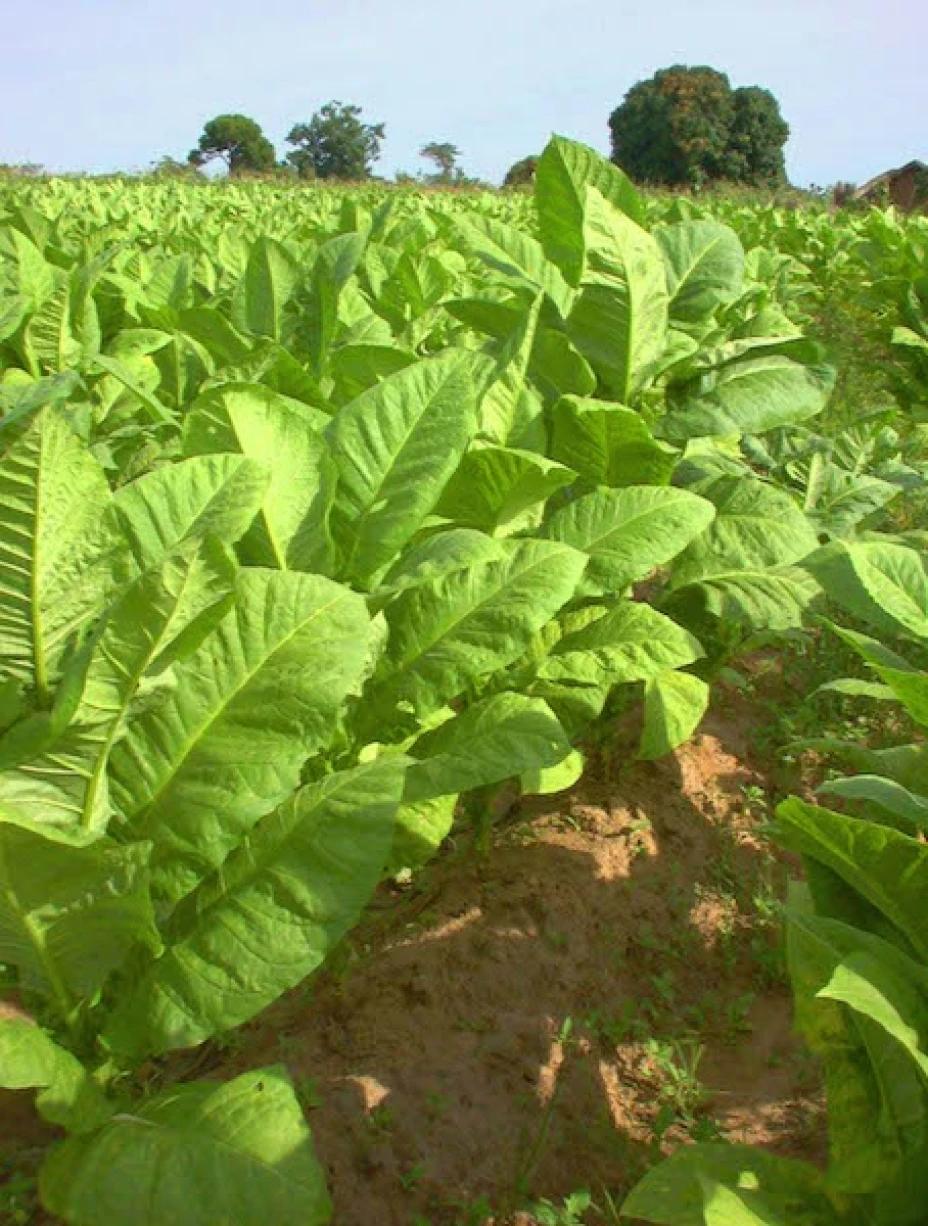 Lechugas