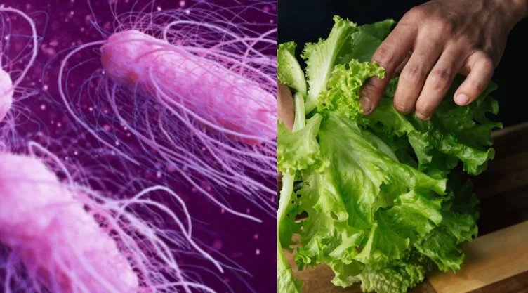 Brote de Salmonella y Cyclospora: concluye investigación de los productos que causaron la contaminación