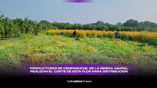 Cempasúchil Chiapas