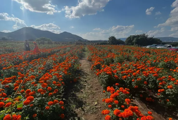 estrenan campo de cempasúchil en rancho san juan diego tlajomulco para el día de muertos.jpeg