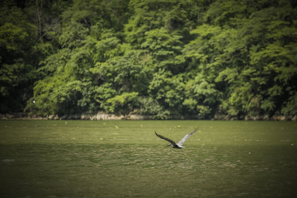 Aves en el Cañón del Sumidero