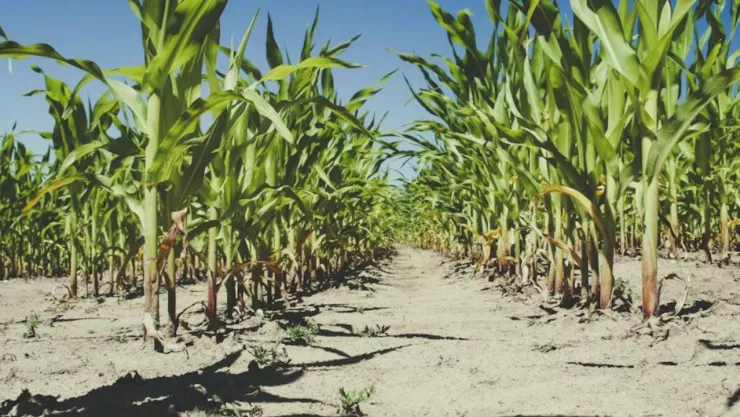 Productores de San Nicolás de los Ranchos enfrentan pérdida del 50% de su cosecha debido a la sequía