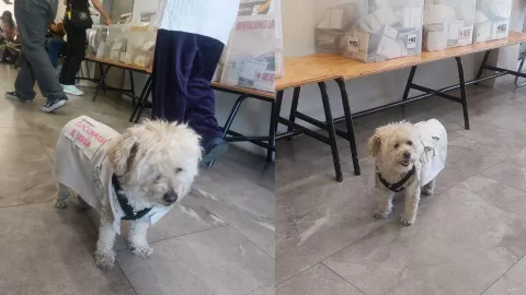 Perrita funcionaria de casilla en Puebla