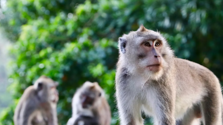 Terror en la India: monos roban bebé de apenas dos meses y lo lanzan a un recipiente con agua
