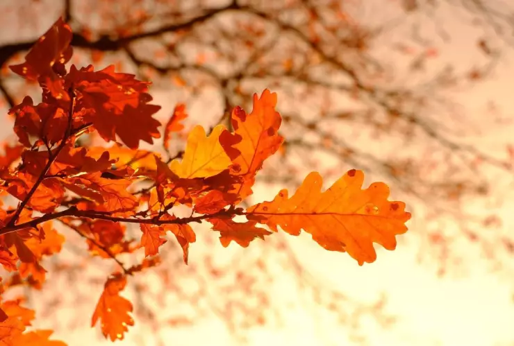 Clima en Tijuana, Baja California hoy domingo 24 de septiembre 2023