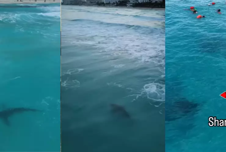 VIDEO_ Captan avistamiento de tiburón en playa de Cancún