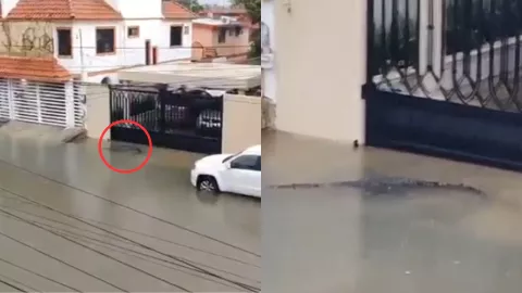 VIDEO | ¡IMPRESIONANTE! Captan a cocodrilo en plena calle Francisco. I Madero tras inundaciones por lluvias en Tamaulipas