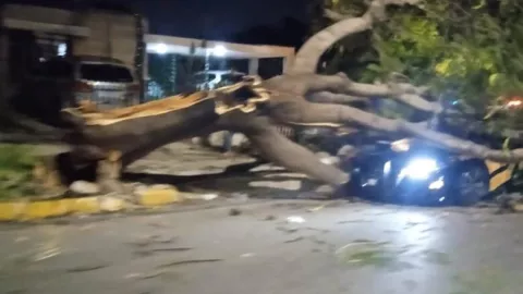FOTO Árbol cayó sobre una patrulla de la SSP en la avenida Itzaes