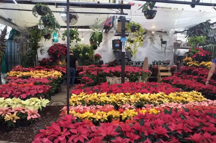 En estos mercados de flores puedes comprar nochebuenas en la CDMX