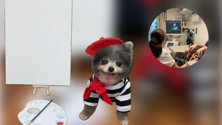 Glitter, la perrita pomerania que pinta cuadros para salvar su vida.jpeg