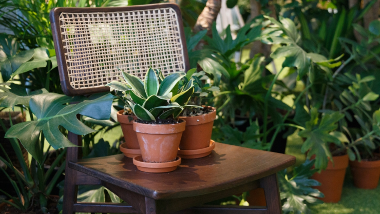 /estilo-de-vida/lengua-de-suegra-sansevieria-hahnii-espacio-pequeno