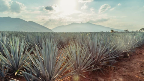 ¡La IA responde! Estos son las mejores ciudades de Jalisco según la Inteligencia Artificial