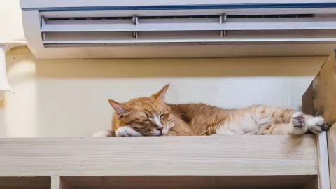 ¿Cuánto cuesta y dónde conseguir un aire acondicionado para la ola de calor?