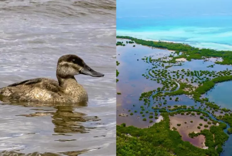 ¡Es bellísimo! Pato Tepalcate es visto por primera vez en Punta Sur Cozumel