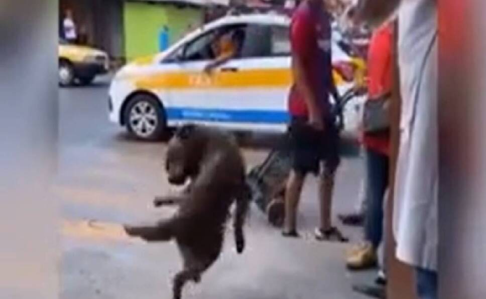 PERRITO CALLEJERO BUSCA COMIDa
