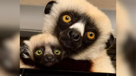 La nieta y el bisnieto de Zoboomafoo