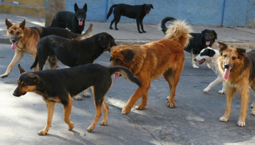 Investigan muerte de perros por presunto envenenamiento en SLP