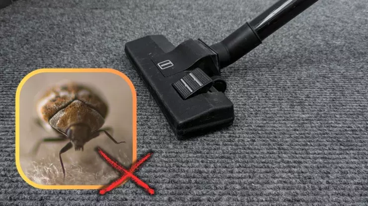 /estilo-de/el-truco-definitivo-para-despedirte-de-los-escarabajos-de-las-alfombras-para-siempre