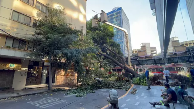 Así fue la caída de un árbol en colonia del Valle CDMX