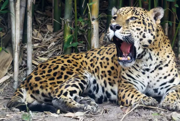 Jaguares en peligro de extinción