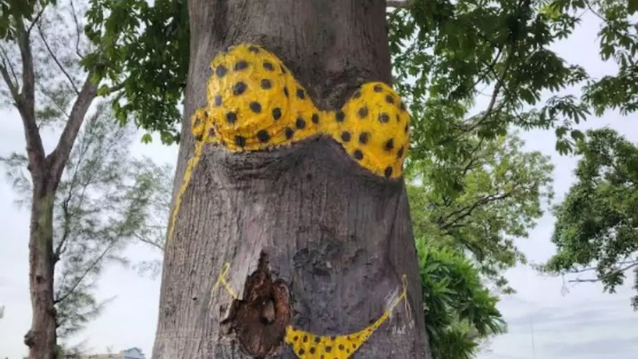 Arbol del Bikini Veracruz.
