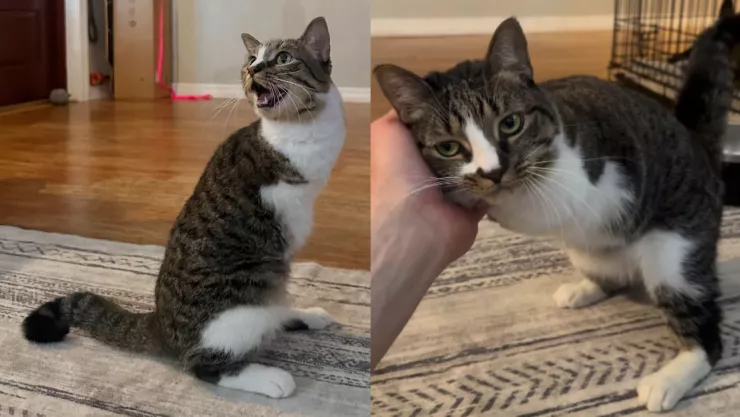 VIDEO | ¿La conocías? Ella es Duck, la gata de dos patas que enamoró a las redes sociales