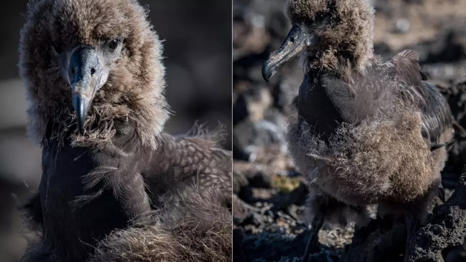 Polluelos de albatros patas negras.jpeg