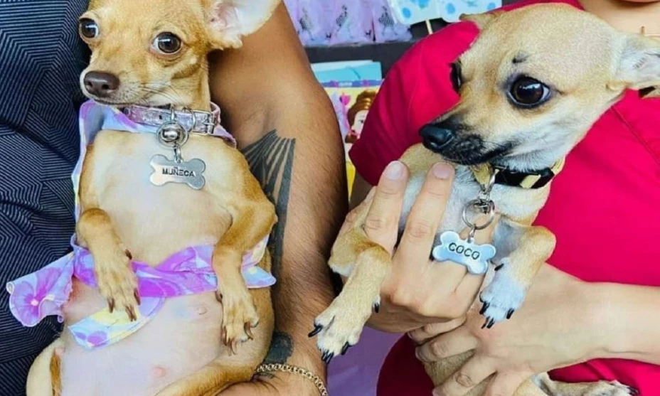 le hace baby shower a su perrita