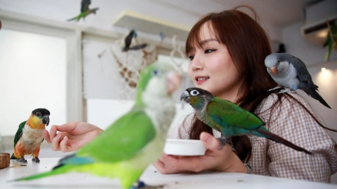 cafeteria tailandia aves
