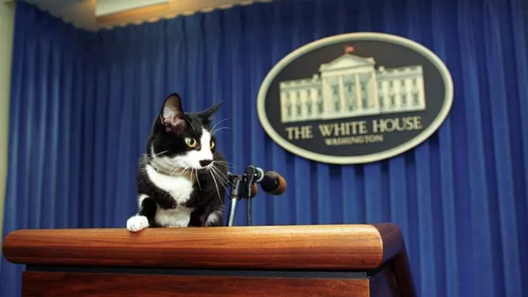 dia gato socks casa blanca