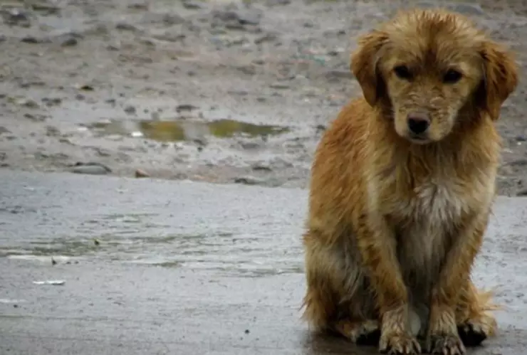 Cuidar mascotas ante el Norte en Veracruz