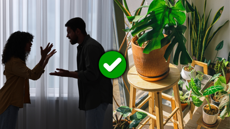 /estilo-de-vida/planta-que-debes-tener-en-casa-discusiones